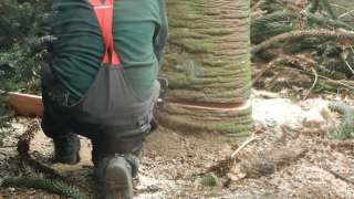 bomen rooien ,kappen ,vellen, snoeien in Hoogerheide